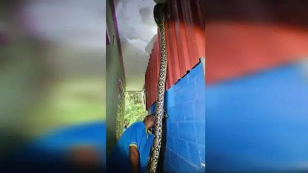 งูเหลือมยักษ์บุกบ้าน - "Giant python invades house"