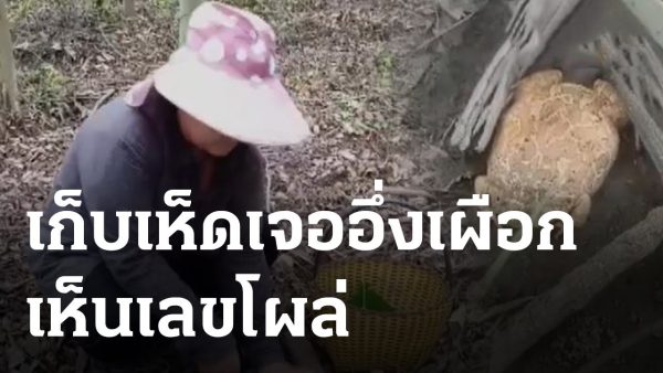 สาวเก็บเห็ดเจออึ่งอ่าง-"Girl picking mushrooms meets bullfrog"