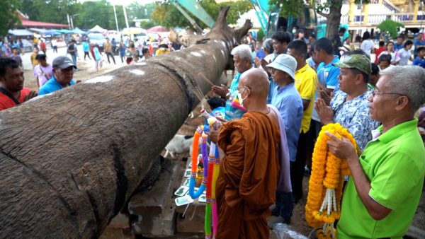 เลขเด็ด ต้นตะเคียนยักษ์-"Lucky number, giant takhian tree"