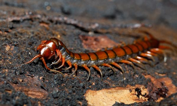 เลขนำโชค ฝันเห็นตะขาบตัวใหญ่-"Lucky numbers for dreaming about seeing a large centipede"