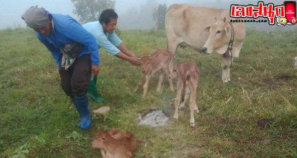 แม่วัวคลอดลูกแฝด3 -"Mother cow gives birth to 3 twins"