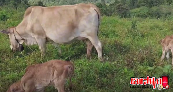 แม่วัวคลอดลูกแฝด- "Mother cow gives birth to twins"