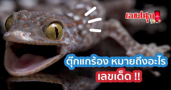 ตุ๊กแกร้อง 6 ครั้ง เลขเด็ด - "Gecko cries 6 times, lucky number"