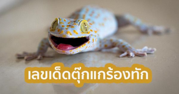 ตุ๊กแกร้อง 6 ครั้ง เลขเด็ด- "Gecko cries 6 times, lucky number"