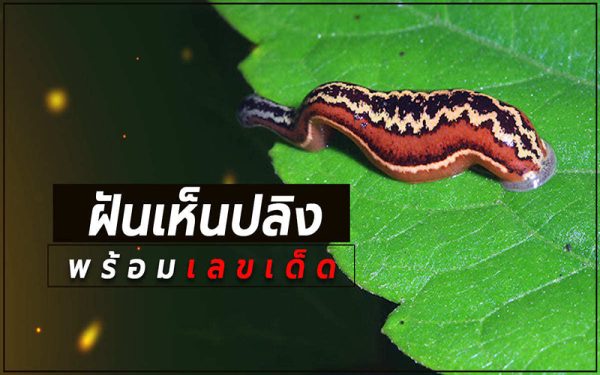 ฝันเห็นปลิงเกาะขาดูดเลือด-"Seeing leeches in-dream"