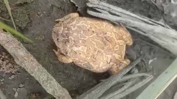 อึ่งอ่าง-"bullfrog"