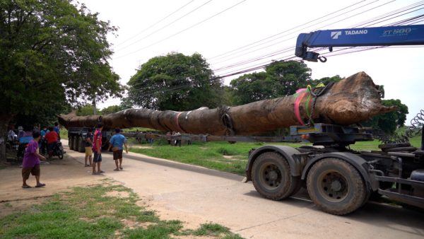 ต้นตะเคียนยักษ์-"giant takhian tree"