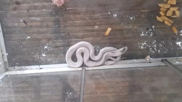 งูเห่าเผือกให้โชค-"An albino cobra brings good luck."