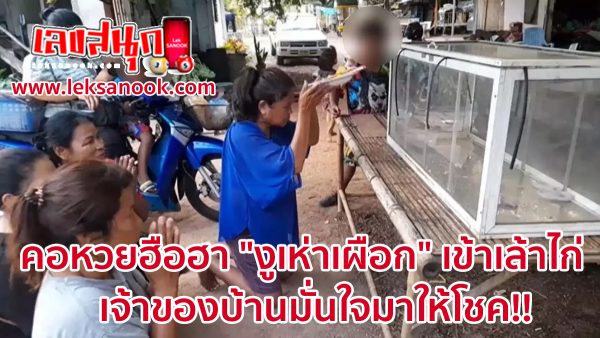 งูเห่าเผือกให้โชค-"An albino cobra brings good luck."
