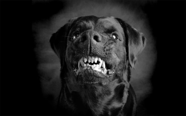 ฝันเห็นสุนัขเข้ามาหา - "Dream of seeing a dog come to you"