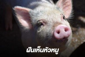ฝันว่ากินหัวหมูต้ม-"Dream of seeing a pig's head, lucky number"