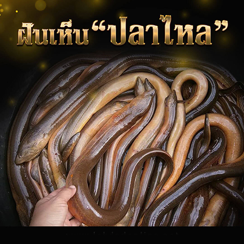 ฝันว่าได้กินปลาไหล เลขเด็ด - "Dreamed of eating eel, lucky number."