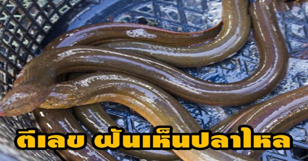 ฝันว่าได้กินปลาไหล - "Dreamed of eating eel"