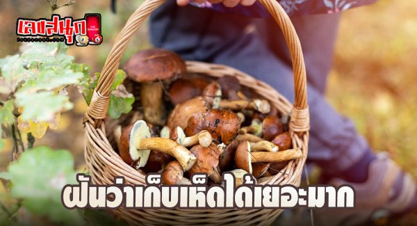 ฝันว่าได้เก็บเห็ดเยอะมาก - "Dreamed of picking a lot of mushrooms"
