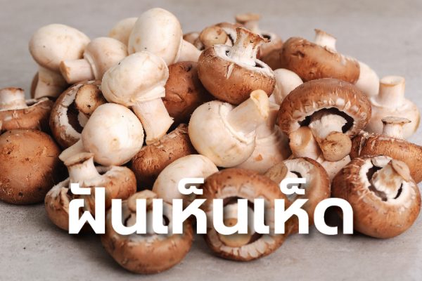 ฝันว่าได้เก็บเห็ดเยอะมาก - "Dreamed of picking a lot of mushrooms"