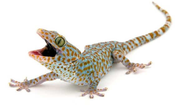 ฝันเห็นตุ๊กแกตัวใหญ่กระโดดใส่-"Dreamed of seeing a large gecko jumping at me."