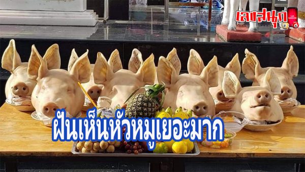 ฝันเห็นหัวหมูเยอะมาก-"fun numbers beliefs"