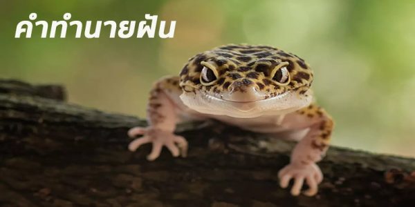 ฝันว่าตุ๊กแกโดดเกาะ-"Dreamed that a gecko jumped onto an island."