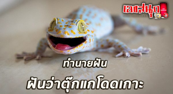 ฝันว่าตุ๊กแกโดดเกาะ-"Dreamed that a gecko jumped onto an island."