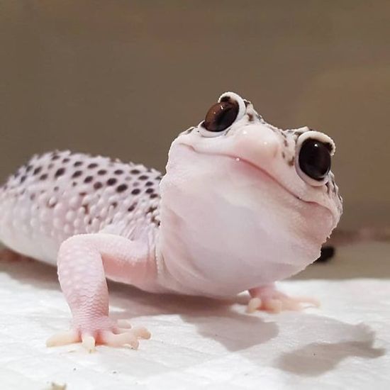 ฝันว่าตุ๊กแกวิ่งไล่-"Dreaming about a gecko clinging to you, lucky numbers."