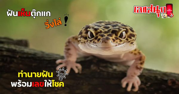 ฝันว่าตุ๊กแกวิ่งไล่-"fun numbers beliefs"