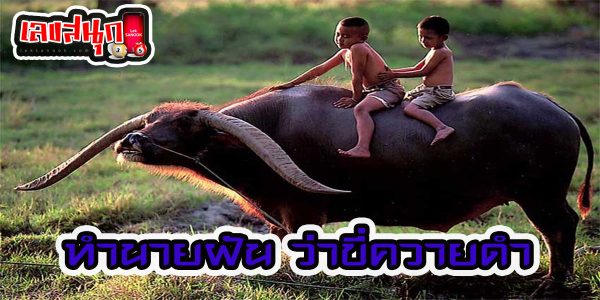 ฝันว่าขี่ควายดำ-"Lucky numbers"