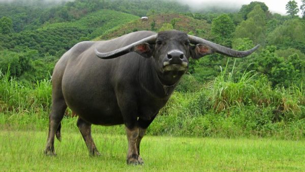 ฝันว่าขี่ควาย เลขเด็ด-"Dreaming of riding a buffalo, lucky numbers"