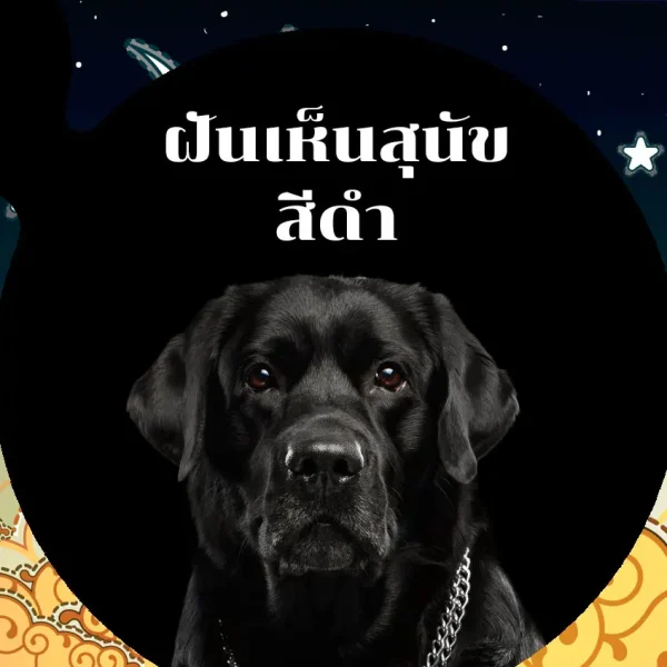 ฝันเห็นสุนัขสี ดํา เลขเด็ด - "Dreaming of seeing a black dog, lucky number."