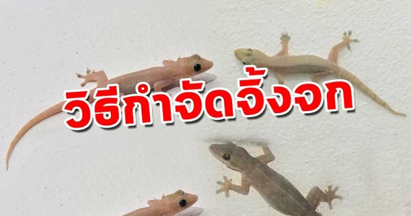 วิธีไล่จิ้งจกตกใส่ - "How to chase away lizards that fall on you"