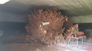 พญาจอมปลวกยักษ์-"News about the giant termite mound"