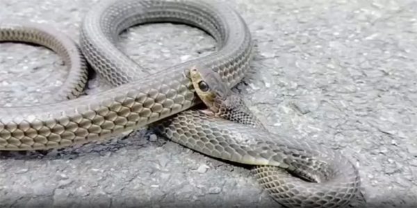 งู กัด ตัว เอง ตาย เลข เด็ด-"Snake bites itself and dies. Lucky number."