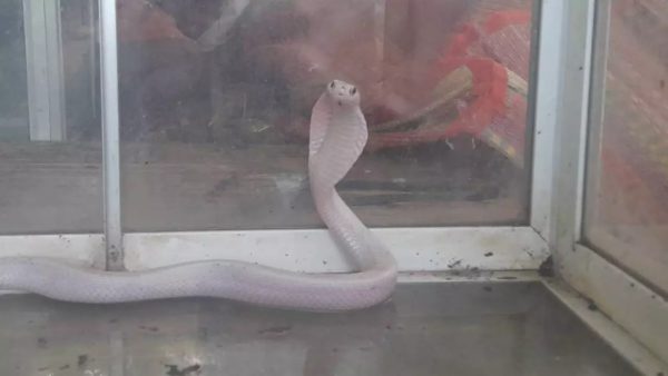 งูเห่าเผือกให้โชค พร้อมเลขเด็ด-"White cobra brings luck and lucky numbers."