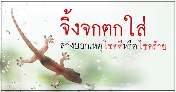 จิ้งจกตกใส่ - "lizard falls on"
