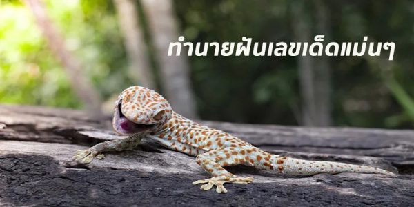 เลขนำโชค-"lucky number"