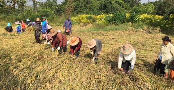 ทำนายฝันว่าได้เกี่ยวข้าว เลขเด็ด-"Dream interpretation of harvesting rice, lucky numbers."