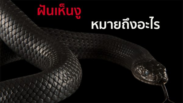 ฝันเห็นงูใหญ่สีดำ-"Dream of seeing a big black snake"