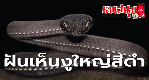 ฝันเห็นงูใหญ่สีดำ-"Dream of seeing a big black snake"