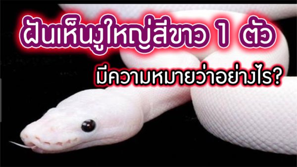 ฝันเห็นงูใหญ่สีขาว 1 ตัว -"Dreamed of seeing a large white snake"