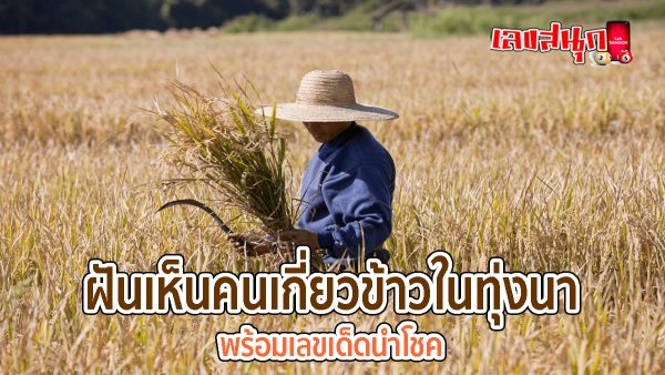ฝันเห็นคนเกี่ยวข้าวในทุ่งนา -"fun numbers beliefs"