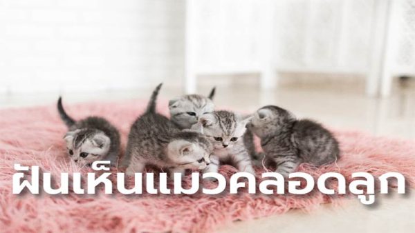 ฝันเห็นแมวคลอดลูก4ตัว-"Dreamed of a cat giving birth to 4-kittens"