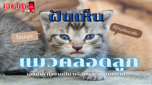 ฝันเห็นแมวคลอดลูก4ตัว-"fun numbers beliefs"