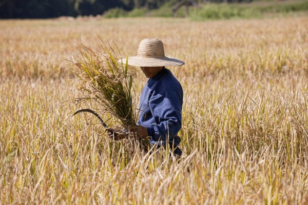 ฝันว่าได้เกี่ยวข้าว-"Dreamed of harvesting rice"