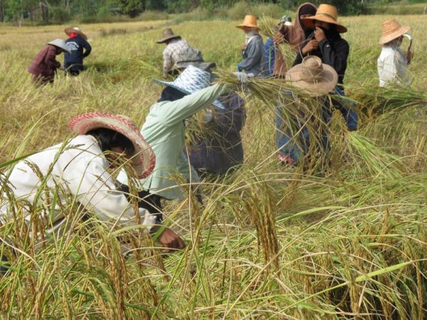 ฝันว่าเกี่ยวข้าวในนาเลขเด็ด -"Dreaming about harvesting rice in the field is a lucky number"