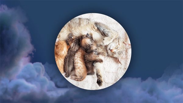 ฝันเห็นแมวคลอดลูก เลขเด็ด-"Dreaming of a cat giving birth, lucky number."