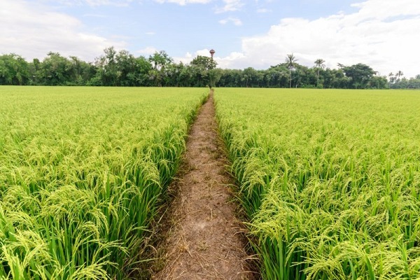 ฝันว่าได้เกี่ยวข้าวสีทอง-"Dreaming of harvesting golden rice"