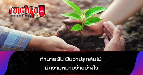 ฝันว่าปลูกต้นไม้ในกระถาง - "fun numbers beliefs"