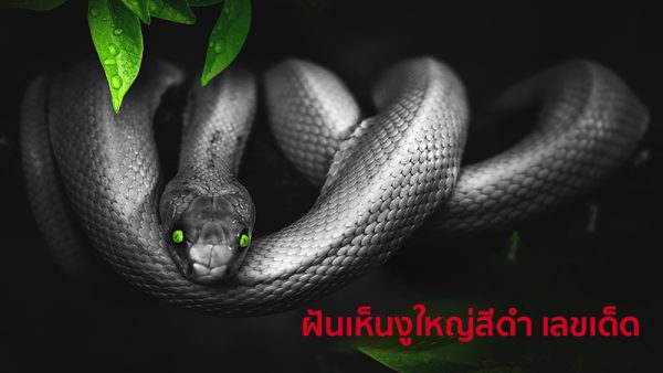 ฝันเห็นงูใหญ่สีดํา เลขเด็ด-"Dreaming of seeing a big black snake, lucky numbers"