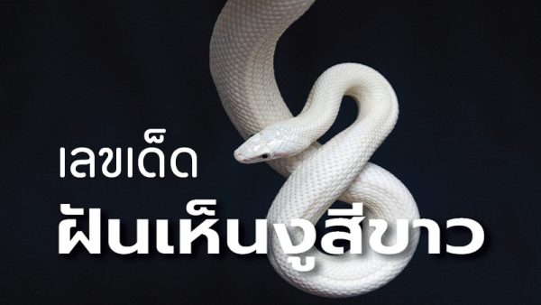 ฝันเห็นงูใหญ่สีขาวเลขเด็ด -"Dreaming of seeing a large white snake, lucky numbers"