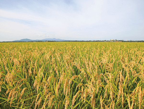 ฝันเห็นรวงข้าวสีทองเต็มทุ่งนา-"Dreaming of seeing golden ears of rice in a field"