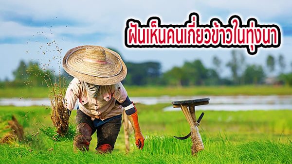 ฝันเห็นคนเกี่ยวข้าวในทุ่งนา -"Dream of seeing people harvesting rice in the rice fields"